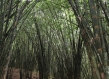 tall shoots of bamboo in bamboo forest